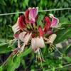 Wiciokrzew American Beauty heckrotta 2L Podgląd zdjęcia produktu 4