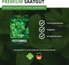Pfefferminze Mehrjährig Samen - Mentha piperita - Produktbild-Vorschau 8