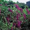 Buddleja Royal Red - Sommerflieder/Schmetterlingsflieder - Produktbild-Vorschau 3