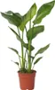 Oiseau de paradis - Strelitzia nicolai - Hauteur 55-70cm - Voir les images du produit 1