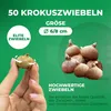 Botanische Krokusse Zwiebeln Winterhart Mehrjährig - Orange Produktbild-Vorschau 3