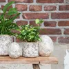 Three decorative egg-shaped planters and two potted plants are arranged on a wooden shelf in front of a brick wall. Produktbild-Vorschau