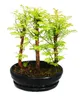 Venkovní bonsaj - Metasequoia glyptostroboides - malý les Náhled obrázku produktu 1
