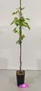 Lot de 4 arbres fruitiers - 1 pommier, 1 poirier, 1 Voir les images du produit 2