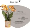Kolibří orchideje - oranžová zlatá orchidej Phalaenopsis - Náhled obrázku produktu 17