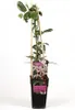 2 x Clematis armandii Apple Blossom (sempreverde, rosa, Anteprima dell’immagine prodotto 3