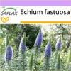 SAFLAX - Modrá - Viper's Bugloss - Echium fastuosa - 100 Náhľad obrázku produktu 9