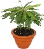 Biophytum sensitivum Südseepalme 9cm Tontopf Die Pflanze Produktbild-Vorschau 1
