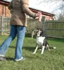 Pet Corrector per l'addestramento del cane. Aiuta a fermare Anteprima dell’immagine prodotto 13