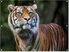 Gartenposter - 120x80 cm - Sumatra-Tiger-Porträt  - Produktbild-Vorschau 2