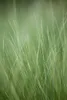 Stipa tenuissima 'Ponytails', Ziergras, ca. 1L Topf Produktbild-Vorschau 7