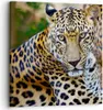Bild auf Leinwand - Leinwandbild - Leopardpanther Katze Produktbild-Vorschau 1