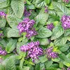 Vanilleblume - Heliotropium - 11cm - Set mit 3 Pflanzen Produktbild-Vorschau 4
