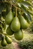 Avocados growing on a tree branch. Náhled obrázku produktu
