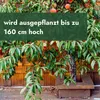 Meine Orangerie - Zwergobst Stämmchen Pfirsich - Produktbild-Vorschau 4