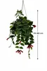 Aeschynanthus 'Mona Lisa' wisząca 70–80 cm – kwiat wstydu, Podgląd zdjęcia produktu 5