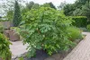 Feigebaum 'BROWN TURKEY' 10-15 cm, Cont. 1 l Produktbild-Vorschau 5