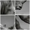 Bild auf Leinwand - Leinwandbild - Einteilig - Nashorn Produktbild-Vorschau 8