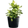 A potted plant with green and yellow leaves in a black textured pot, isolated on a white background. Podgląd zdjęcia produktu