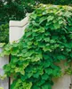 Vitis vinifera coignetiae, Zierwein, 60–100 cm Produktbild-Vorschau 6