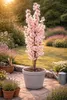 Japanische Säulenkirsche Amanogawa 100–120 cm – Prunus Produktbild-Vorschau 3