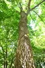 Liquidambar styraciflua, albero dell'ambra, altezza 100 cm, Anteprima dell’immagine prodotto 3