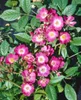 Rosa 'Mozart', Strauchrose, rosa, 5-7,5 Liter Container Produktbild-Vorschau 6