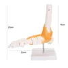 Anatomický model kostry v měřítku 1:1 v životní velikosti Náhled obrázku produktu 3