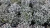 2 Stück Eucalyptus Gunni Gunnii Busch Kugel Eukalyptusbaum, Produktbild-Vorschau 5