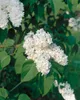 Syringa vulgaris 'Mme Lemoine', Flieder, weiß, 40–60 cm Produktbild-Vorschau 14