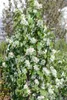 Amelanchier alnifolia 'Obelisk', Felsenbirne, 80–100 cm Produktbild-Vorschau 5