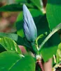 BALDUR Garten 1x Magnolie 'Blue Opal', Pflanze im 3 Produktbild-Vorschau 2