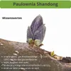 2 x Paulownia Blauglockenbaum Shandong im 8-10 cm Topf Produktbild-Vorschau 2