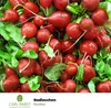Pabst Keimkraft - Radieschen früh & platzfest Rodos Samen - Produktbild-Vorschau 3
