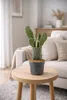 Opuntia rubescens Kaktus 25–30 cm – odporny na zimę opuncja Podgląd zdjęcia produktu 5