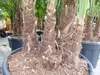 Trachycarpus Fortunei Gruppe mehrstämmig Palme, winterhart Produktbild-Vorschau 2