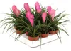 Tillandsia "Cyanea" - pianta aerea in fiore - vaso da 7 cm Anteprima dell’immagine prodotto 3