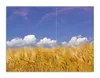 Wallario Herdabdeckplatte aus Glas, Größe 70 x 52 cm Produktbild-Vorschau 1