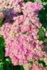 Sedum spectabile 'Rosenteller', Fetthenne, rosa Blüten, ca. Produktbild-Vorschau 2