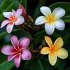 Frangipanier - Plumeria rubra 'Hawaii' - Hauteur 45-55cm - Voir les images du produit 3