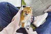 MuchoWow® Handyhülle Schutzhülle Hülle für iPhone SE 2020 Produktbild-Vorschau 3
