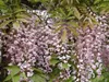 Blauregen ´HONBENII´ 70-80 cm, Cont. 2 l, Pflanze mit Produktbild-Vorschau 3