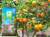 Erde für Oleander - 10l - Mediterran - Hochwertig - Gute Produktbild-Vorschau 3
