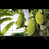 TCL 43V5C QLED Smart TV, 108 cm, Full HD, Android TV, Dolby Produktbild-Vorschau 3