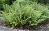 Stauden Gänge 3 x Dryopteris affinis 'Crispa' im 1 Liter Produktbild-Vorschau 2