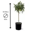 Citron caviar rouge - agrume méditerranéen - arbre fruitier Voir les images du produit 3
