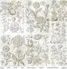 Scrapbooking-Papier Set 30×30 cm – SLS-049 Herbarium 2 – Produktbild-Vorschau 20