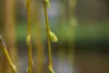 Salix alba 'Tristis', Trauerweide, gelbgrün, 100–150 cm Produktbild-Vorschau 7