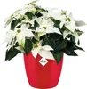 elho brussels Diamond Rund 20cm Übertopf - lovely rot Produktbild-Vorschau 6