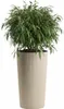 HowHomely | Vaso per piante - Fioriera - beige - 57x29 cm - Anteprima dell’immagine prodotto 1